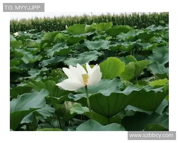 拉尔耶足球球星及其卓越成就与影响力解析